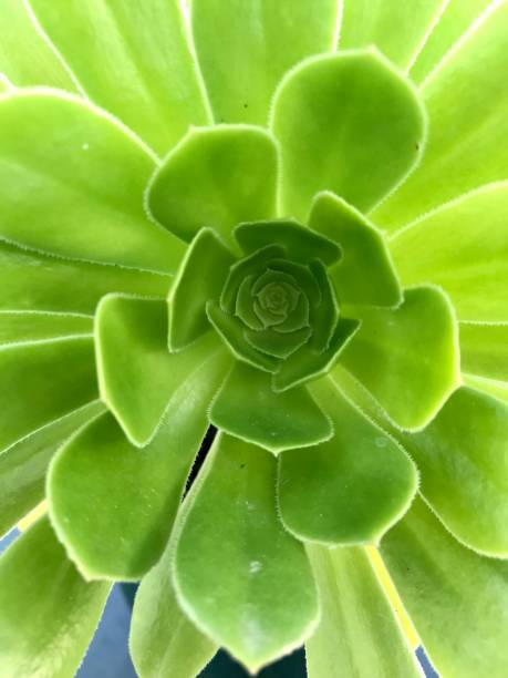 istock macro bright green succulent plant center 1373136743