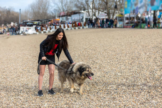 A young teenager uses a leash to walk her shepherd caucasian dog on the beach during a beautiful autumn day by the lake