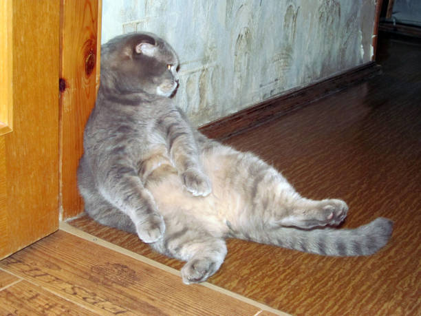 istock Scottish fold cat sits leaning against a door frame against a pe 1373137322