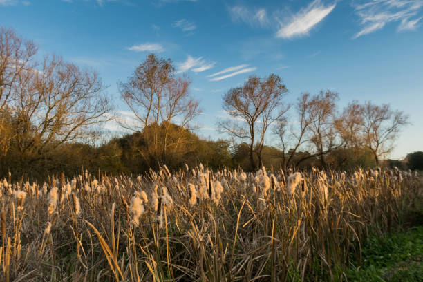 view of a field in the morning in São Pedro da Cova, Porto District, Portugal