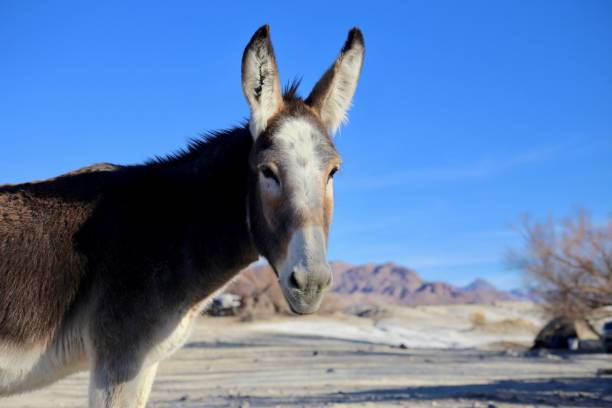 istock A donkey in Death Valley 1373137477
