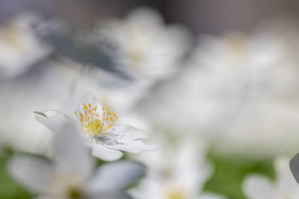 istock Anemone nemorosa,wood anemone spring flower 1373137513