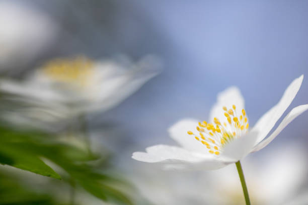 istock Anemone nemorosa,wood anemone spring flower 1373137514
