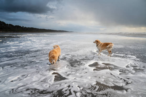 istock Dogs on the beach playing in the ocean 1373138062