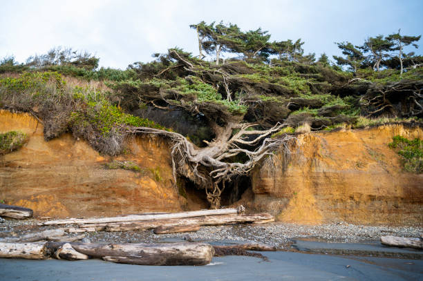 istock The Tree of Life on The Olympic Coast 1373138080