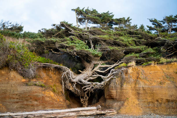 istock The Tree of Life on The Olympic Coast 1373138140