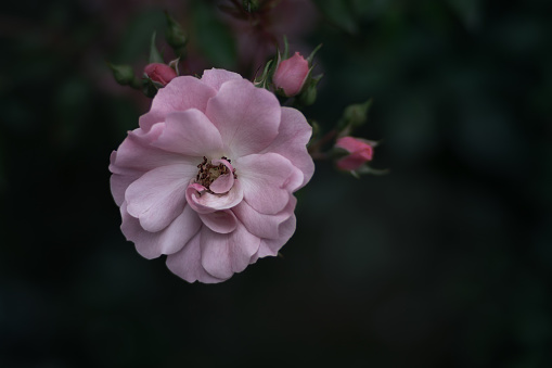 Pink flower, spring, blossom, petals, delicate, details, nature, macro in London, England, United Kingdom