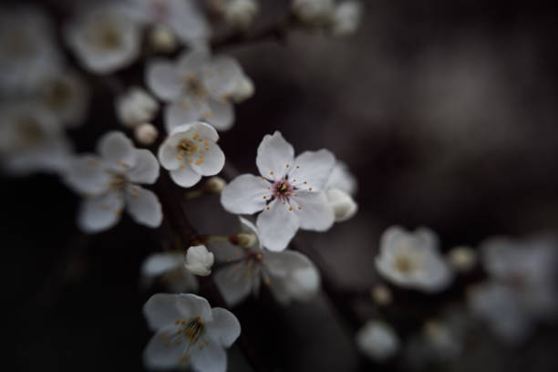 White flower, spring, blossom, petals, delicate, nature, macro in London, England, United Kingdom