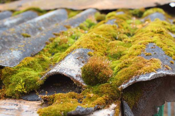 Moss on an old slate on the roof. Close-up. Background. stock photo