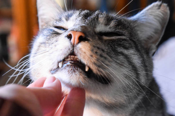 istock Woman stroking a cute tabby gray cat 1373138836