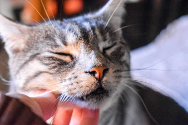 istock Woman stroking a cute tabby gray cat 1373138843