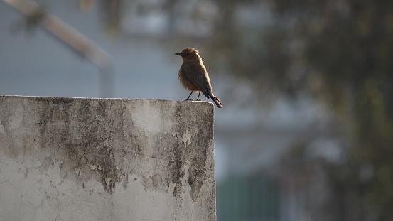 The brown Asian bird that is seen all year round