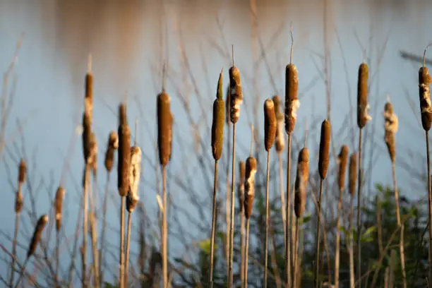 Line of reeds, in UK morning sunshine in horizontal lined pattern