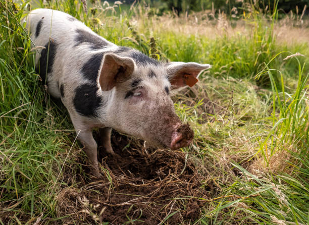 A cute young pig, digging into mud and soil with its snout. It is enjoying a free range life on an organic farm, where it has a healthy, happy life, with lovely grass meadows to graze in.