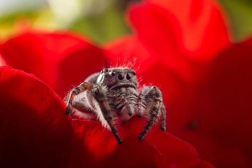 Macro photograph of a beautiful jumping spider, Phidippus putnami. She is perched on a geranium flower head looking at where she will jump next.