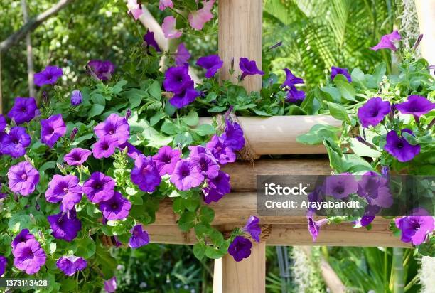 Fresh Purple Petunia Flowers In A Garden Stock Photo - Download Image Now - Petunia, Purple, Arrangement