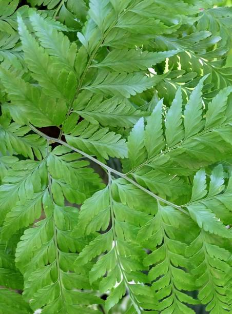 istock Green Arachniodes or Holly Ferns 1373143444