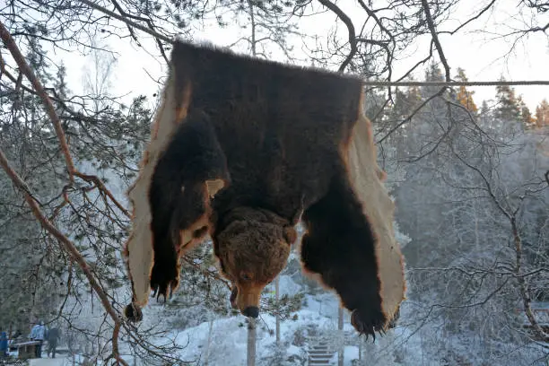 Photo of The skin of a bear on a rope against the backdrop of a winter forest. Karelia, Russia