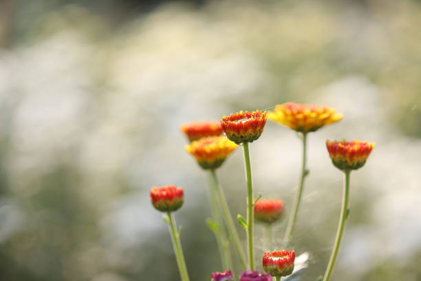 Chrysanthemum in macro