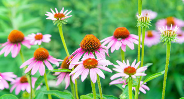 istock Spring Flowers- Howard County, Indiana 1373144845