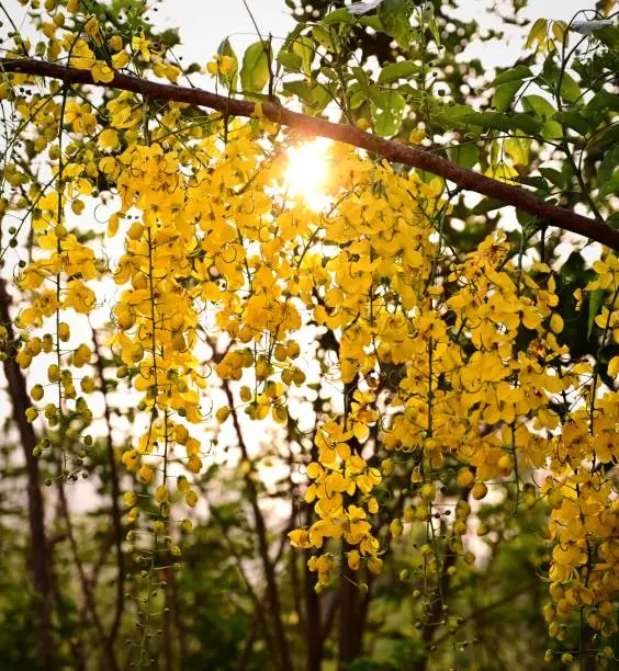 Vishu flower with blacklight of sun
