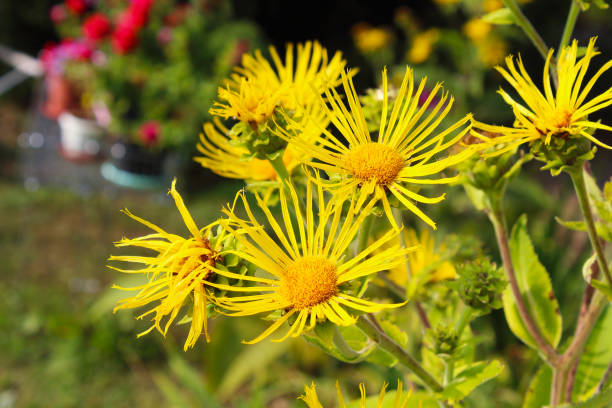 Beautiful yellow flowers are elecampane. Close-up. Background. Landscape. Beautiful yellow flowers are elecampane. Close-up. Background. Landscape. inula stock pictures, royalty-free photos & images