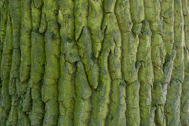 Photo of Tree bark close-up. Background of green old pine bark