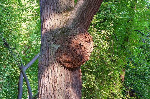 A huge tumor on the trunk of a pine tree. Growth on a diseased tree.