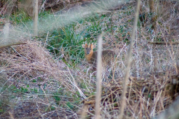 istock Monk Jack Deer in Woodland 1373147040