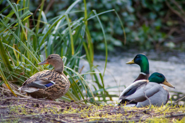 istock Mallard ducks on the bank of river 1373147091