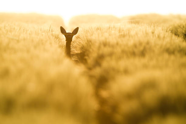 Roe Deer (Capreolus capreolus) Roe deer (Capreolus capreolus) hiding in a cereal field doe photos stock pictures, royalty-free photos & images