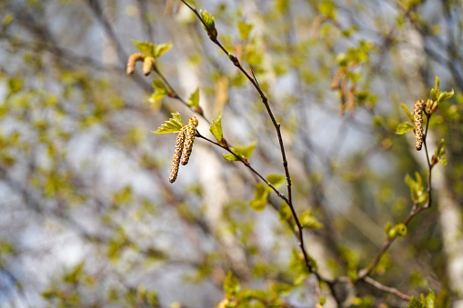 Close up of catkins in a silver birch tree