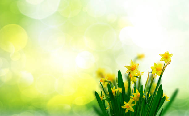 istock Yellow daffodil flowers 1373147465