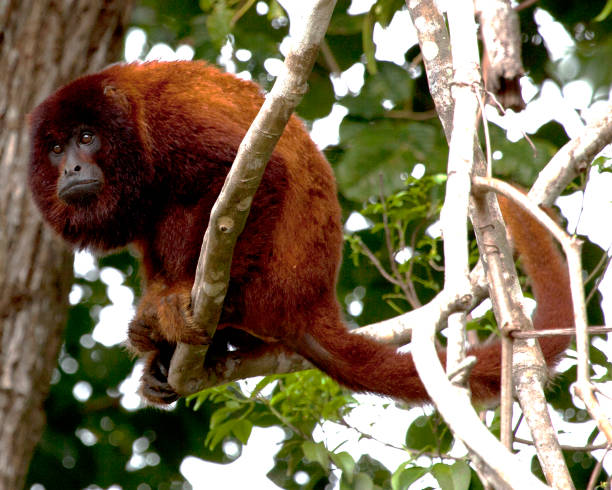Closeup portrait of a Bolivian red howler monkey (Alouatta sara) sitting in treetops in the Pampas del Yacuma, Bolivia. stock photo