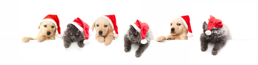 Dogs and cats above white banner with Santa Claus hat