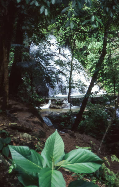 istock Agua Azul waterfalls 1373148501