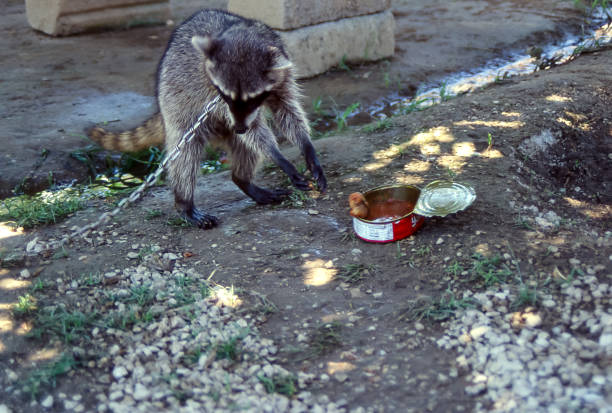 North American raccoon (Procyon lotor), native to North America, washing food in water from brook / stream