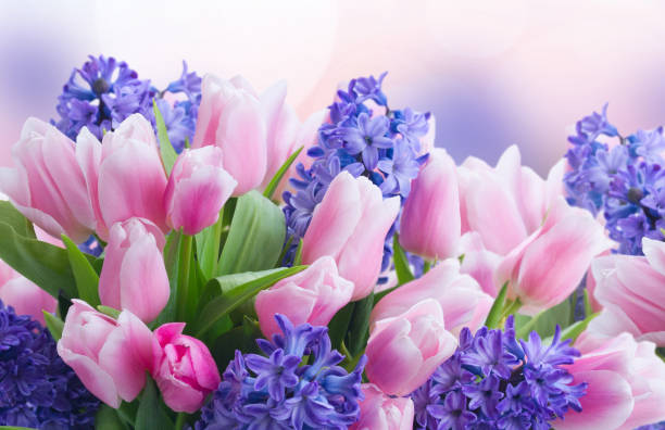 istock hyacinths and tulips 1373148812