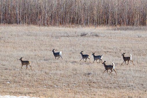 White tail deer heard moving across meadow together at Charles M. Russell national wildlife refuge in northern Montana in the United States of America (USA). John Morrison Photographer
