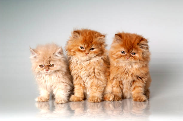 Three Persian lon hair young house cats. 3 month ago