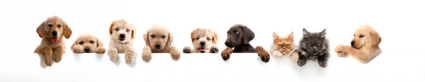 Hunde und Katzen über weißem Banner. Gruppe von Haustieren
