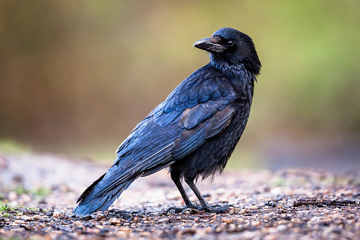 Calling Common Raven (Corvus corax) standing with open beak on a stone in Fuerteventura, Canary Islands