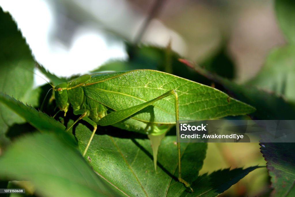 Katydid Leaf Insect Blends Into Leaves An extreme close-up of a Katydid grasshopper, a well camouflaged insect that blends into leaves Imitation Stock Photo