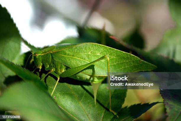 Katydid Leaf Insect Blends Into Leaves Stock Photo - Download Image Now - Imitation, Katydid, Camouflage