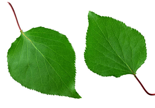 istock apricot green leaves isolated on white background. clipping path 1373150932