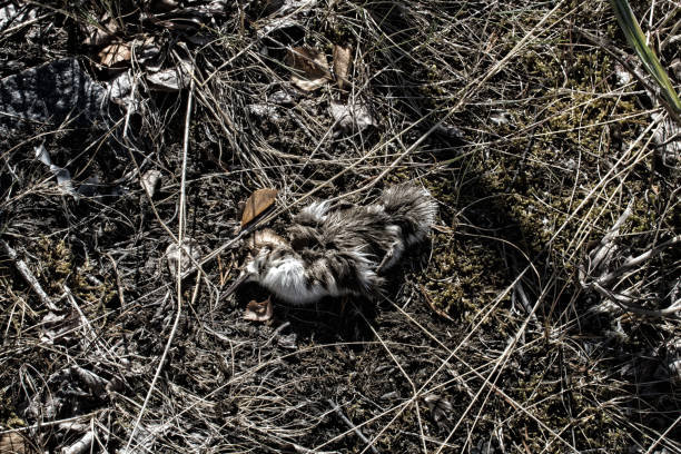 The duckling, lost birdy merganser ducks. Maybe chick died because of water pollution, poisoning of animals