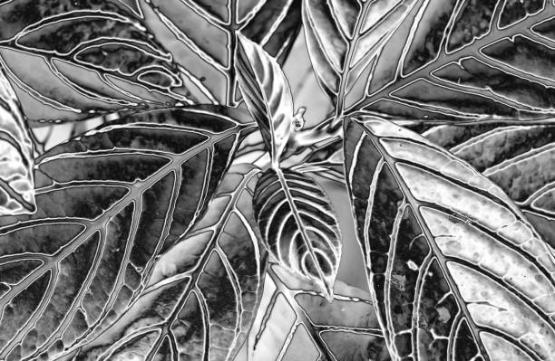 Monochrom sensor series : Autum leaves background