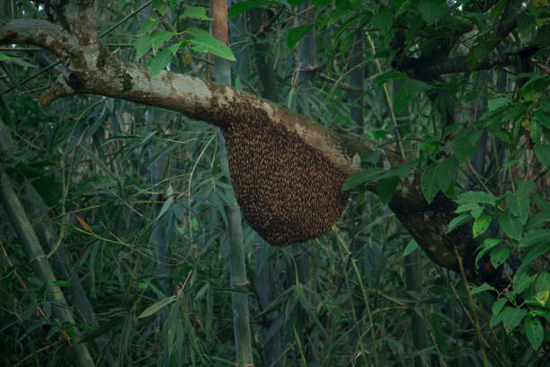 Honeycomb on the tree,insect,animal