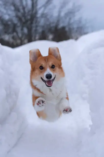 Photo of funny red dog of the pembroke welsh corgi in a jump between snowdrifts in winter