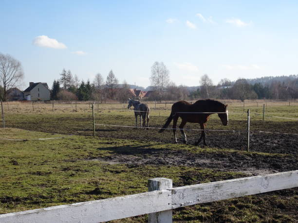 istock horse in the yard 1373152676